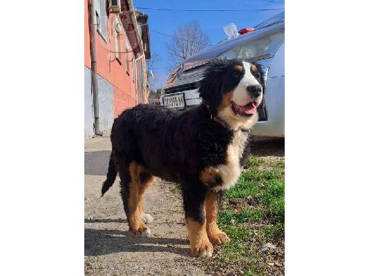 Κουτάβια σκυλιών του βουνού Bernese